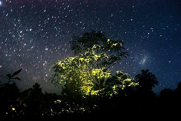 ニューギニア・ビアク島のホタルの木